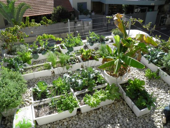 גינת ירק על גג חניה, המבוססת אדניות פלסטיק. צינורות הניקוז וההשקיה מוסתרים מתחת לחלוקי האבן