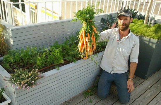 יבול גזרים נהדרים מקונסטרוקציה עץ עמוקה, המאפשרת התפתחות מיטבית של כל סוגי הגידולים
