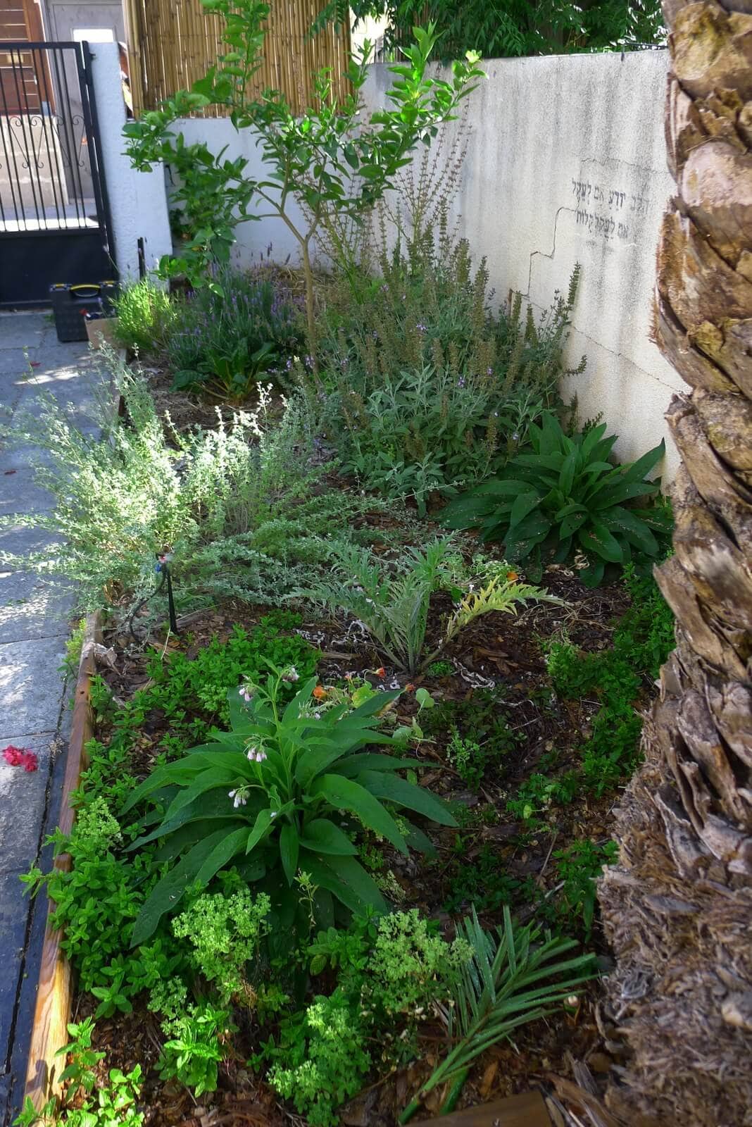 גינת חצר ביפו