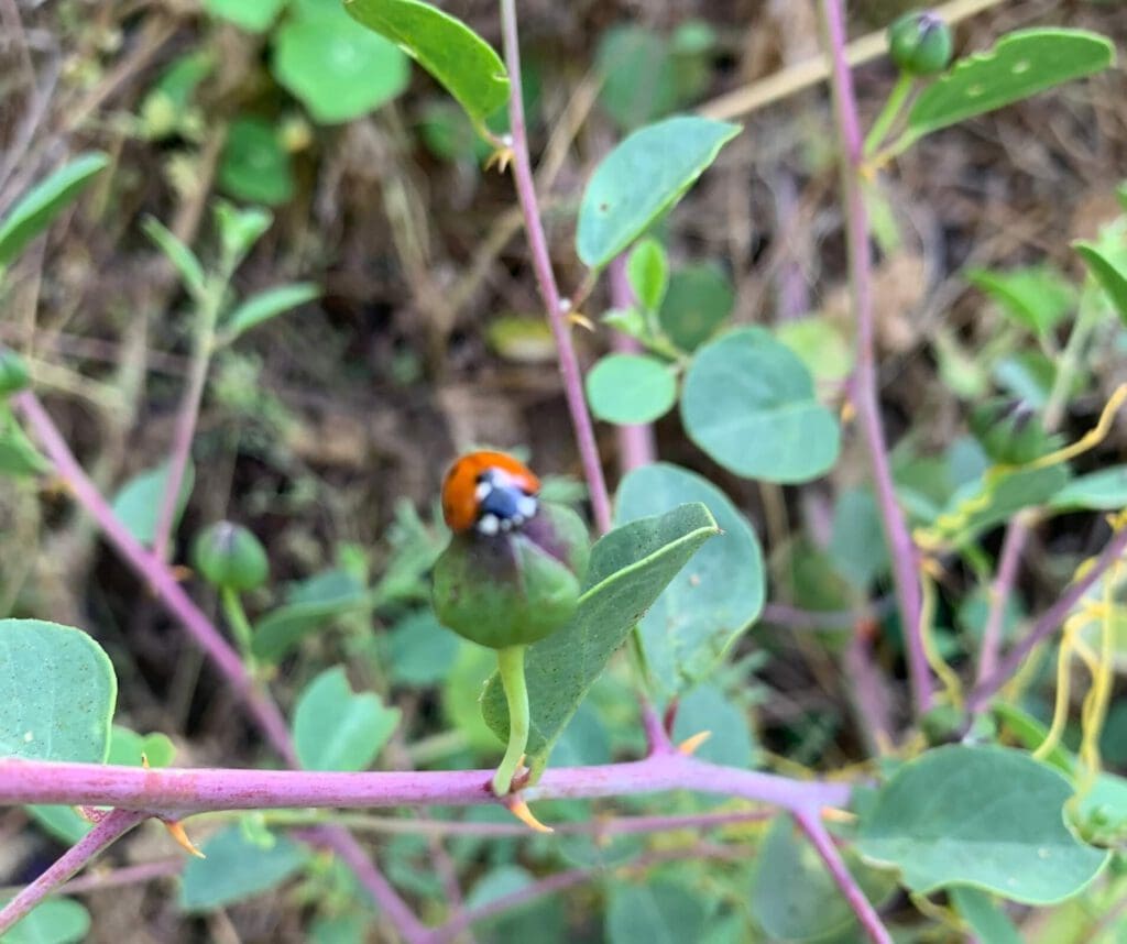 Caper bush ladybug איך מלקטים ואיך כובשים צלפים?